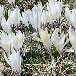 Berggasthof Sonne Allgaeu 3*