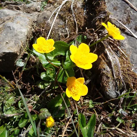 Kro Berggasthof Sonne Allgaeu 3*