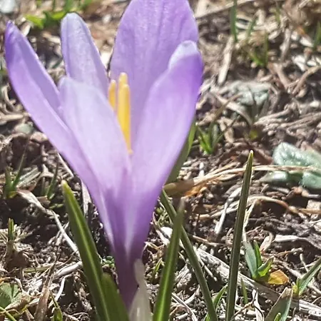 Berggasthof Sonne Allgaeu 3*