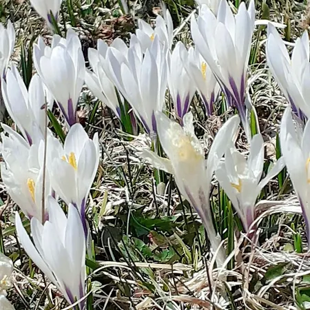 Berggasthof Sonne Allgaeu 3*
