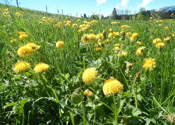 אורחן Berggasthof Sonne Allgaeu
