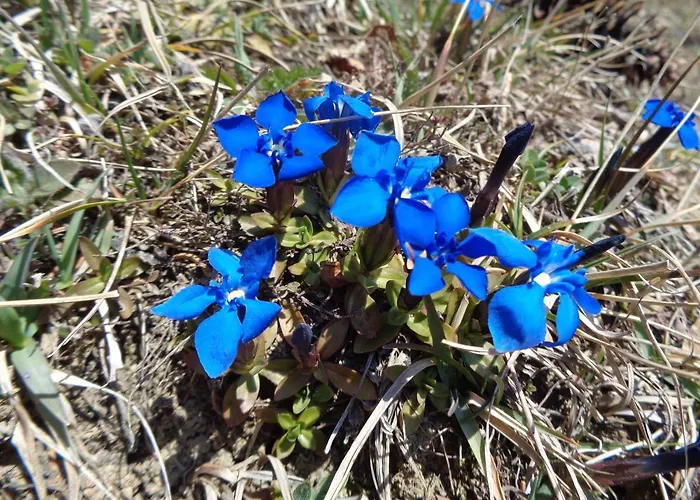 Berggasthof Sonne Allgaeu אורחן 3*