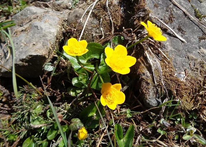 אורחן Berggasthof Sonne Allgaeu 3*