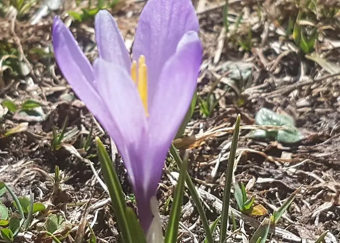 Berggasthof Sonne Allgaeu 3*