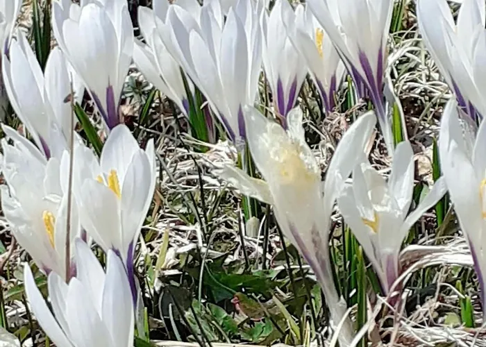 Berggasthof Sonne Allgaeu 3*